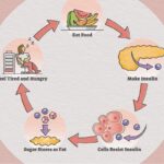 Which one releases more Insulin in the body?